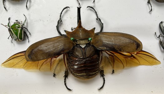 6 Loài bọ cánh cứng quý hiếm nhất ở Việt Nam